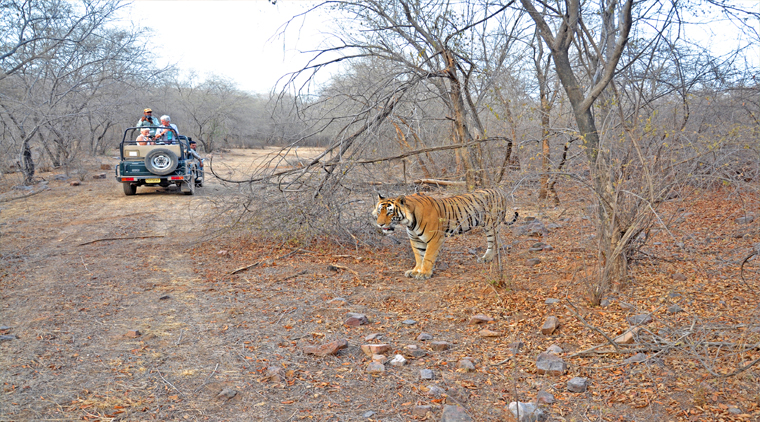 Ranthambore Tiger Safari Package