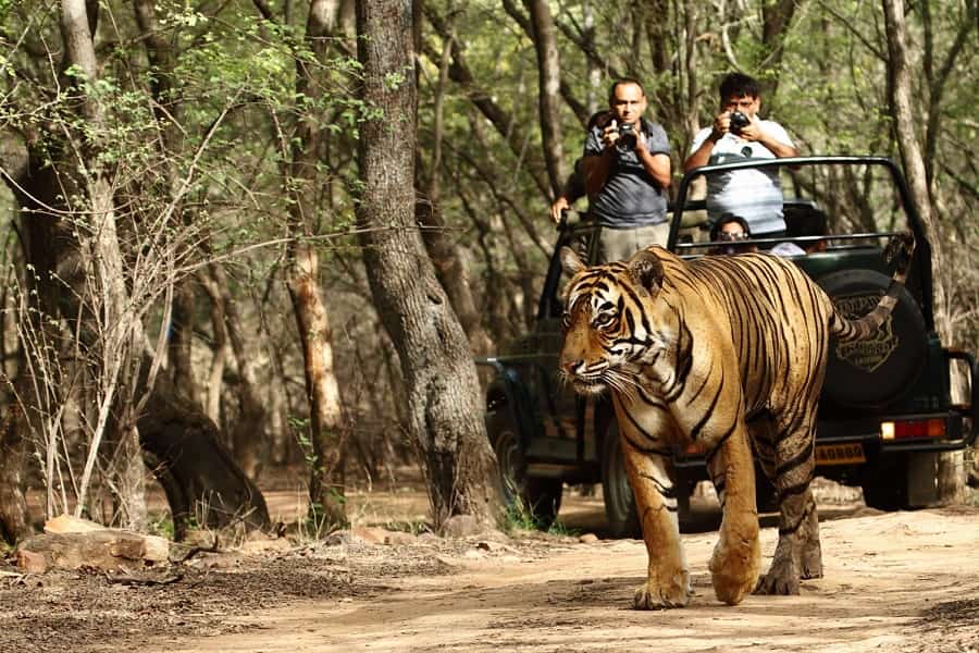 Ranthambore Tiger Safari Package